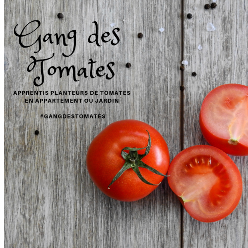 gangdestomates,jardinage,potager,potager urbain,intérieur,plants,semis,conseils