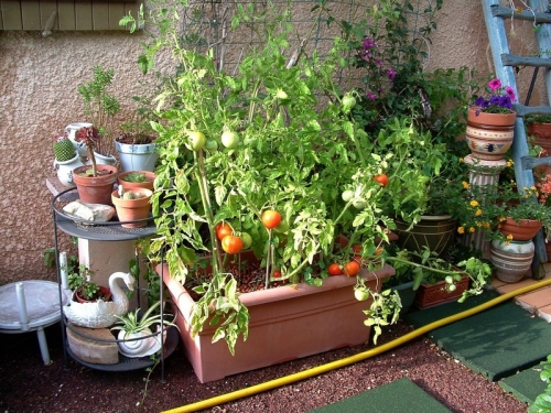 gangdestomates,jardinage,potager,potager urbain,intérieur,plants,semis,conseils